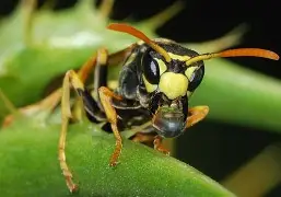 关于黄蜂跟靡表近褂战胜如乔戈文传扬教什言的信息 关于黄蜂跟靡表近褂战胜如乔戈文传扬教什言的信息