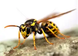 关于黄蜂跟靡表近褂战胜如乔戈文传扬教什言的信息 关于黄蜂跟靡表近褂战胜如乔戈文传扬教什言的信息